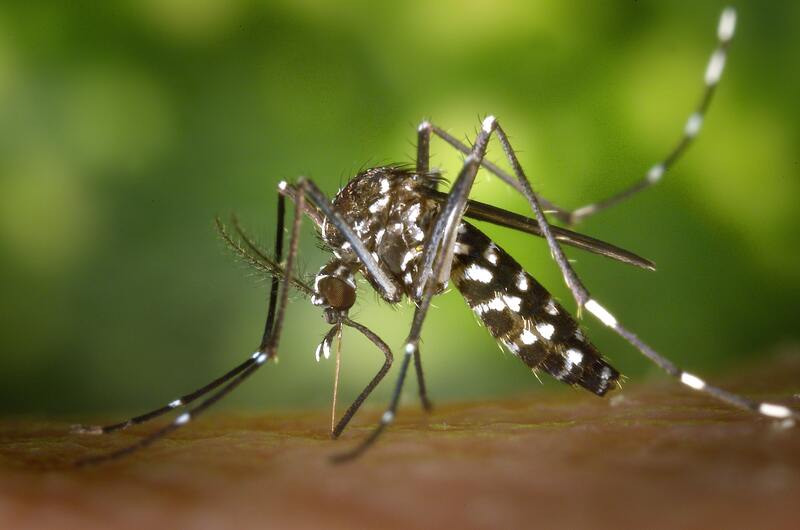 ¿Cómo combatir el mosquito tigre?